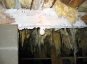 Moldy Basement Crawlspace